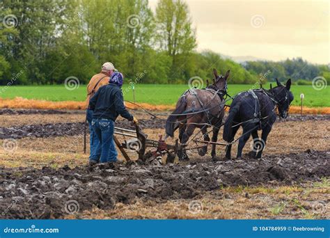 Mules Pull A Plow Guided By A Man And Woman Editorial Stock Image