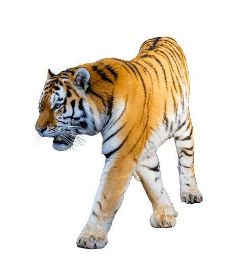 Tiger Walking Transparente Png Stickpng