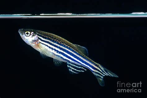 Zebrafish Danio Rerio Photograph by Inga Spence