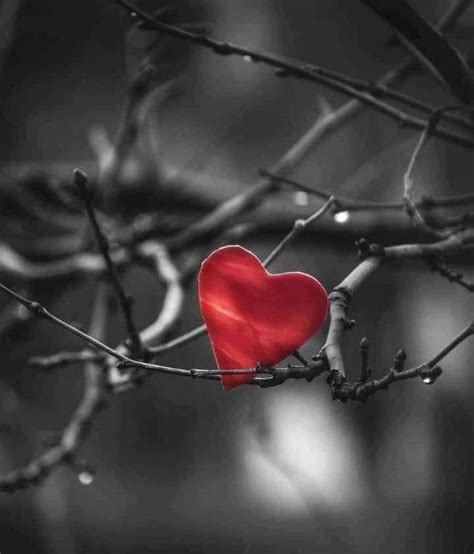 A Red Heart Sitting On Top Of A Tree Branch With Water Droplets Falling