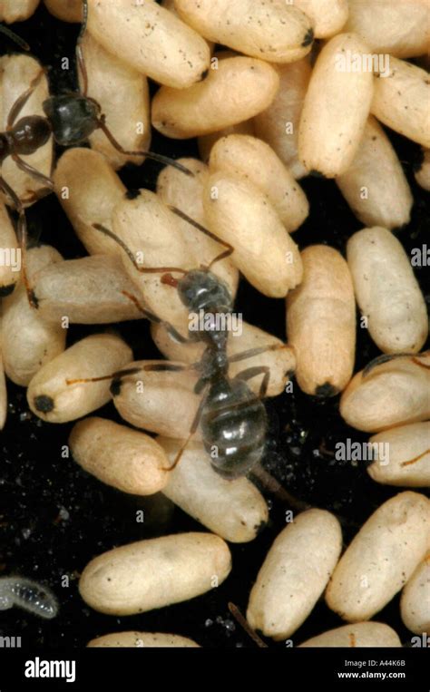 worker ant carrying a pupa Stock Photo - Alamy