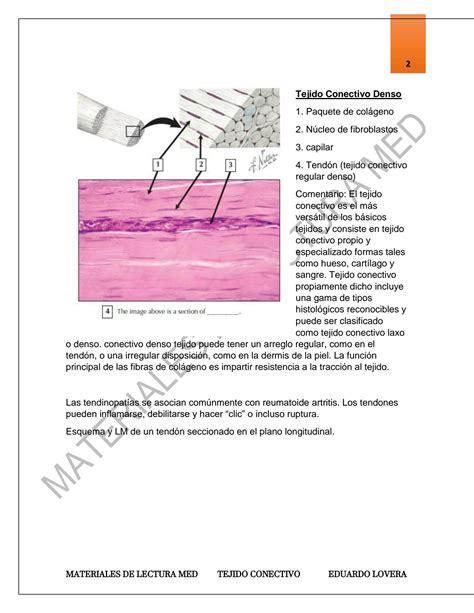 Solution Flashcard Histolog A Tejido Conjuntivo Studypool