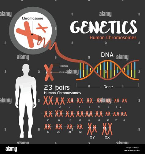 Genetics DNA structure and chromosomes Stock Vector Image & Art - Alamy