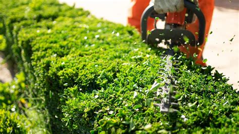 Do My Shrubs Actually Need To Be Trimmed J C Lawn Care