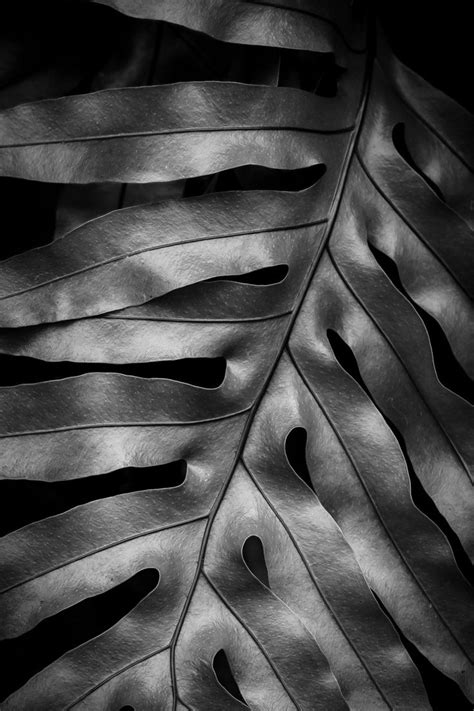 Black and White Leaf Photography Macro Photography - Etsy | Abstract ...