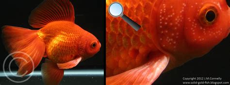 Goldfish Breeding Tubercles – Solid Gold Aquatics