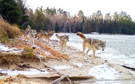 New Research Shows Humans Impact Wolf Packs In National Parks