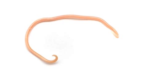 Roundworm In Dogs And Cats Symptoms And Treatments