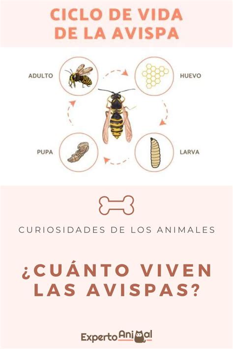 ¿cuánto Viven Las Avispas Ciclo De Vida Completo Nicole