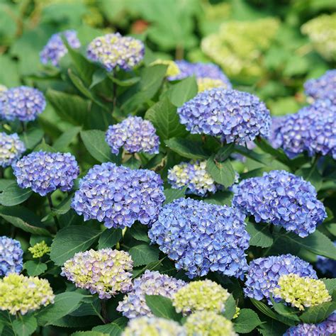 Hydrangea fertilizing FAQs