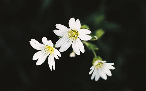 White flowers on a black background 1818258 Stock Photo at Vecteezy