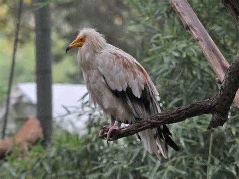 The Online Zoo - Egyptian Vulture