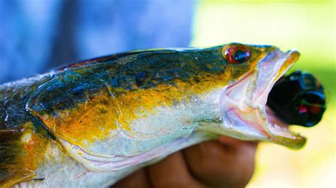 Fishing For The MOST INVASIVE FISH In FLORIDA Bullseye Snakehead