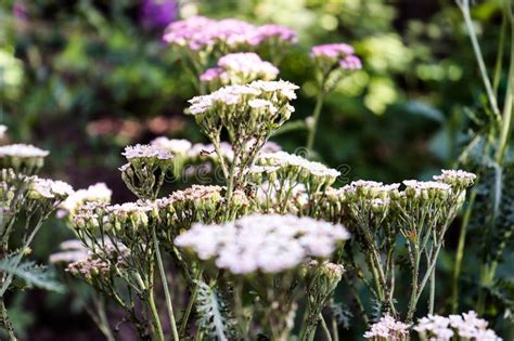 Dibujo Yarrow Aka Achillea Millefolium Sobre Un Elegante Fondo De Encaje Ilustración Del Vector