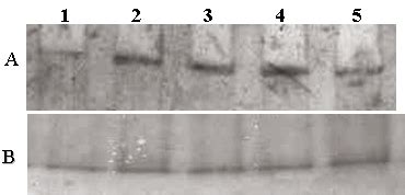 Effect Of Small Interfering Rna On The Expression Of Hmga In