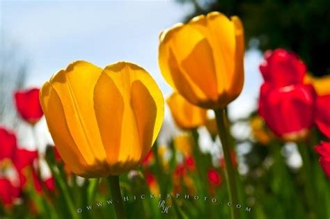 tulip photo information