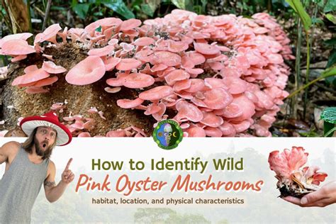 Pink Oyster Mushroom Guide Pleurotus Djamor