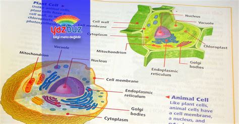 bitki ve hayvan hücresi arasındaki farklar tablo acun toker