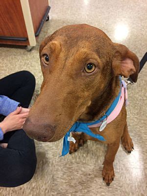 Erin Ny Vizsla Doberman Pinscher Meet Allegra A Pet For Adoption