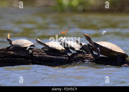 Amazon River Turtles (Podocnemis unifilis) basking on log on river ...