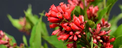 Flowering Tropical Shrubs To Plant Now