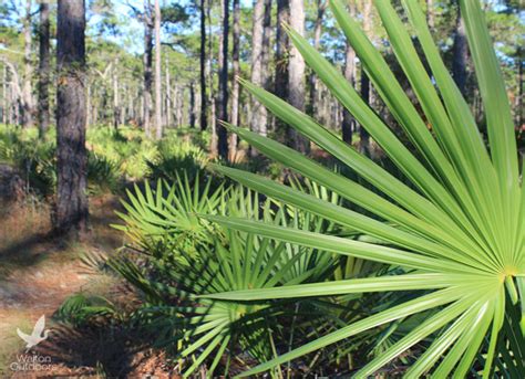 FWC cracking down on illegal harvesting of saw palmetto berries ...