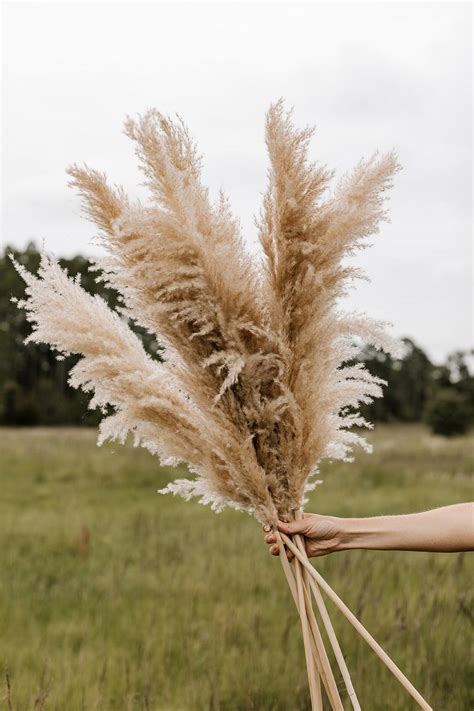 Pampas Grass 4 Ft Large Natural Fluffy Etsy Plumas Cuadros