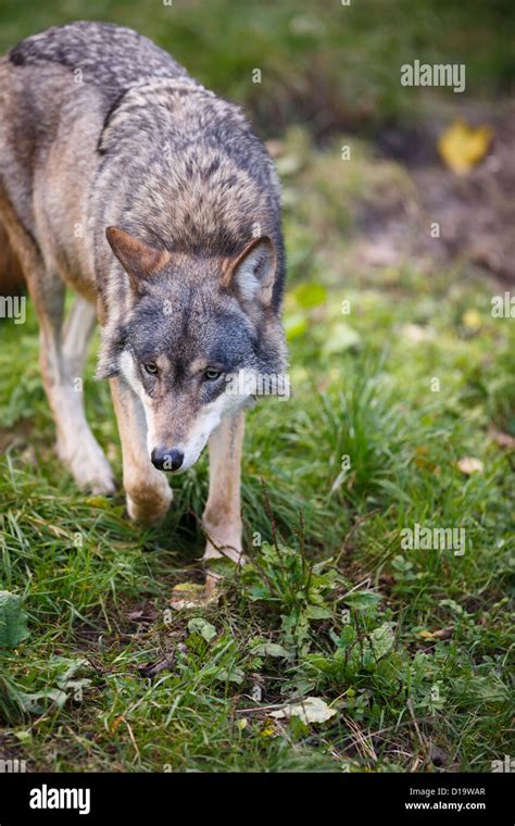 Gray Eurasian Wolf Canis Lupus Stock Photo Alamy