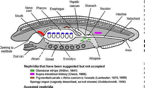 The Long And Winding Path To Understanding Kidney Structure In