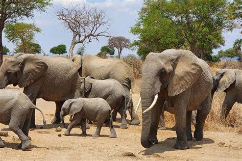 Tripadvisor 3 Tage 2 Nächte Safari zum Mikumi Nationalpark zur