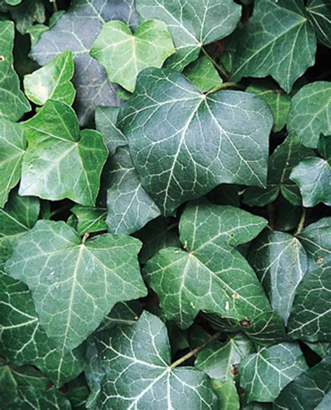 How To Grow English Ivy Watters Garden Center