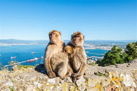 Ma Py Na Gibraltarze Co Warto Wiedzie Przed Spotkaniem