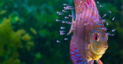 Cuidados De Los Peces Disco Los Reyes Del Acuario Blog Verdecora