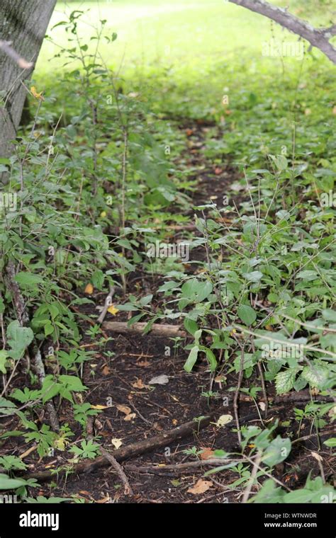 Deer Path Through The Woods Stock Photo Alamy