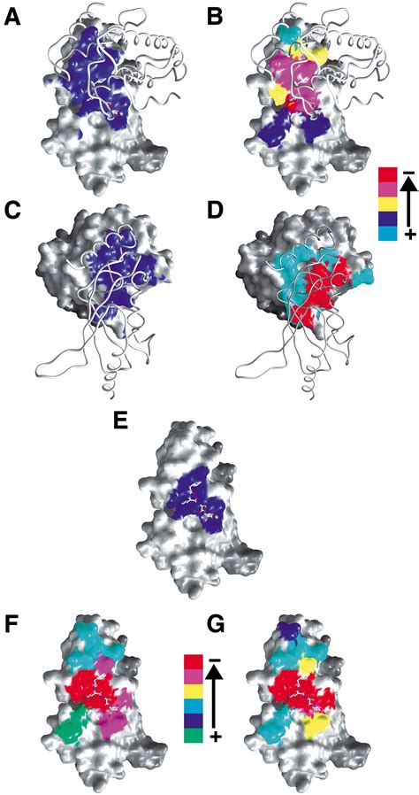 Structural Basis For E2 Mediated Sumo Conjugation Revealed By A Complex