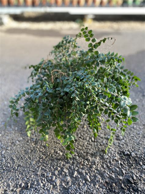 Button Fern (Pellaea rotundifolia) › Anything Grows