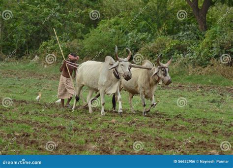 Indian Farmer Tilling The Land With Pair Bullocks And Plough Editorial