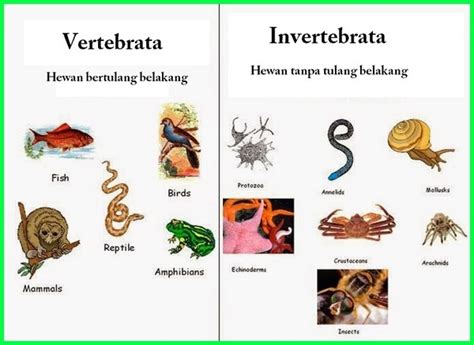 Detail Gambar Hewan Vertebrata Koleksi Nomer