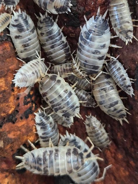facts  care sheet  dairy  isopods iheartbugs