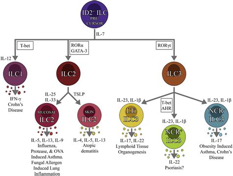 Innate Lymphoid Cells And Asthma Journal Of Allergy And Clinical