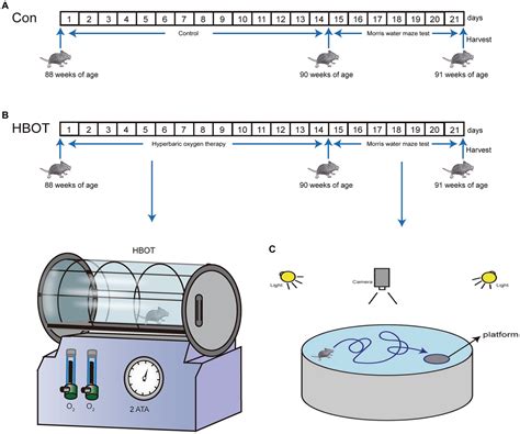 Frontiers Enriched Oxygen Improves Age Related Cognitive Impairment