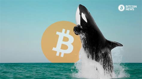 Bitcoin Whales Accumulation Of Btc