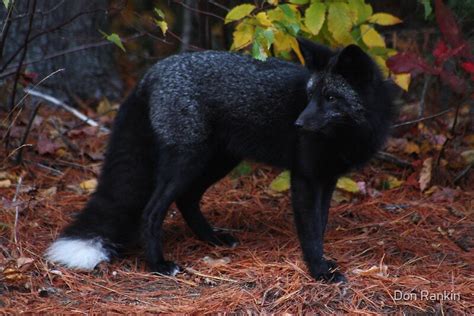 "Black Fox" by Don Rankin | Redbubble