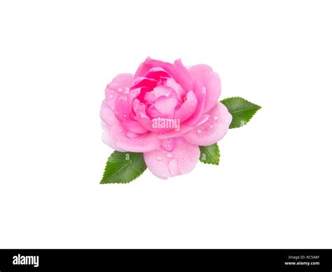 Bright Pink Rose Flower With Water Drops Isolated On White Stock Photo