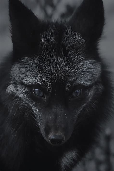 Black Fox Wallpapers on WallpaperDog