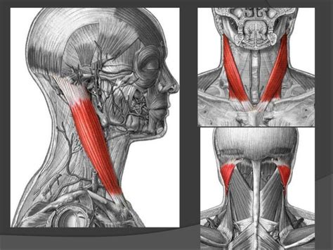 Musculo Escaleno Superior Servicio De Citas En Estados Unidos