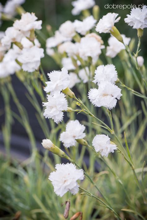 Szkółka Bylin Dobrepole Dianthus caryophyllus Grenadin White