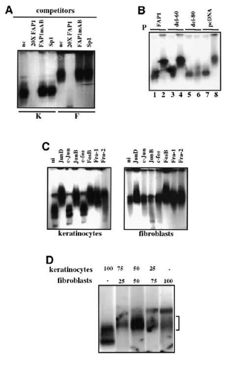 A Binding Of Nuclear Proteins To The Enhancer Fap1 32 P Labeled Fap1