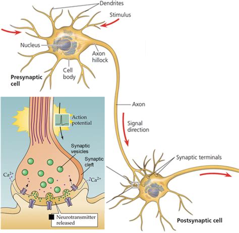 Schematics Of A Typical Neuron And Chemical Synapse A Typical Neuron