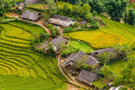 Vietnam Rice Paddy Field Homes Stock Photos Free And Royalty Free Stock